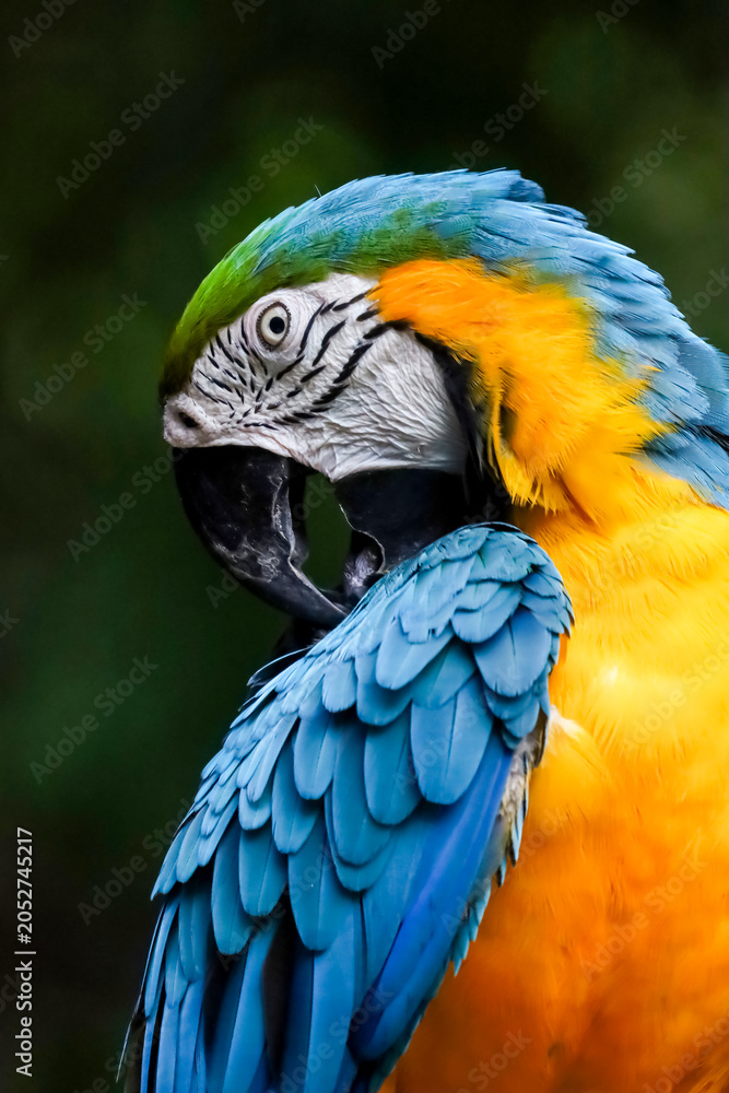 Fototapeta premium Close up the blue macaw parrot bird in garden