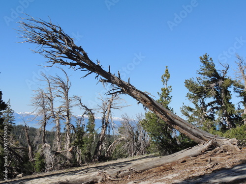 Φωτογραφία A halfway fallen tree in the foreground and Lake Tahoe in the background