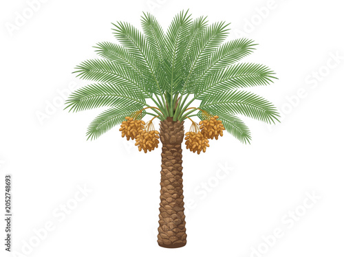 Detailed vector illustration of a mature date palm tree featuring clusters of ripe brown fruit hanging from the textured trunk against a clean white background area