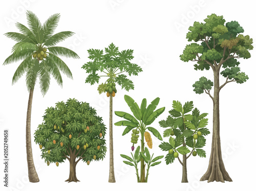 Decorative vector illustration set featuring six different tropical trees including palm and fruit bearing plants rendered in a detailed hand drawn style on white background surface