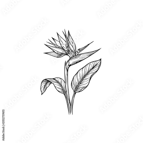 Hand-drawn Bird of Paradise flower line art illustration with detailed leaves and unique tropical bloom.