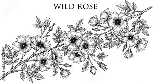 Φωτογραφία Vintage engraving style wild rose branch vector illustration with detailed bloom
