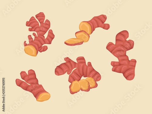 Red Ginger Root Illustration Fresh Herbal Spice Vector for Cooking, Wellness and Healthy Food Design