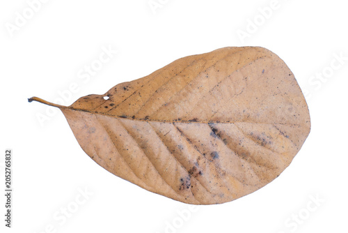 Foto Dry brown leaf transparent background Element