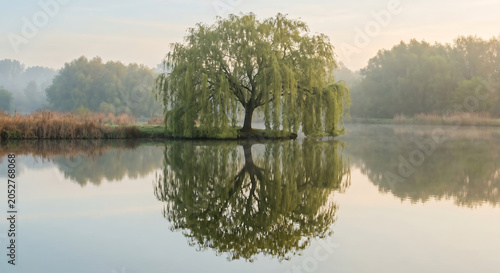 Large weeping willow tree reflecting perfectly on a calm misty lake at dawn
