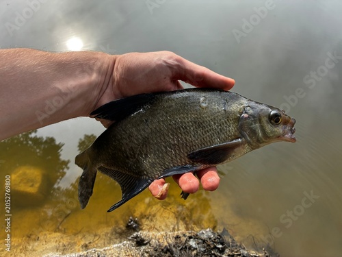 Foto Fisherman holding a freshly caught Common Bream (Abramis brama) above a lake