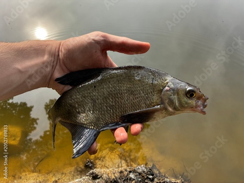 Obraz na plátne Fisherman holding a freshly caught Common Bream (Abramis brama) above a lake
