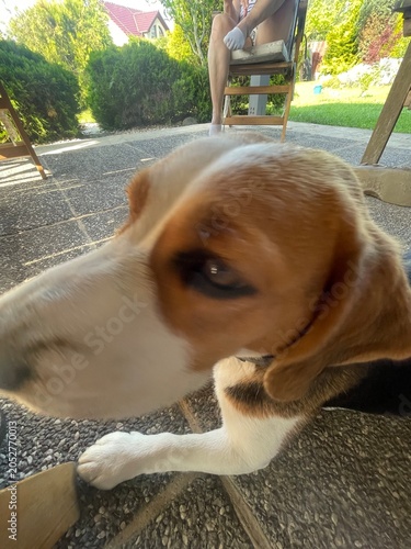 Funny ultra wide-angle close-up of a curious Beagle dog (Canis lupus familiaris) sniffing the camera, cute pet portrait outdoors