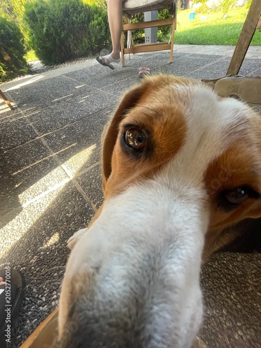 Funny ultra wide-angle close-up of a curious Beagle dog (Canis lupus familiaris) sniffing the camera, cute pet portrait outdoors