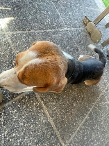 Funny ultra wide-angle close-up of a curious Beagle dog (Canis lupus familiaris) sniffing the camera, cute pet portrait outdoors
