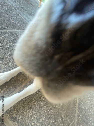 Funny ultra wide-angle close-up of a curious Beagle dog (Canis lupus familiaris) sniffing the camera, cute pet portrait outdoors