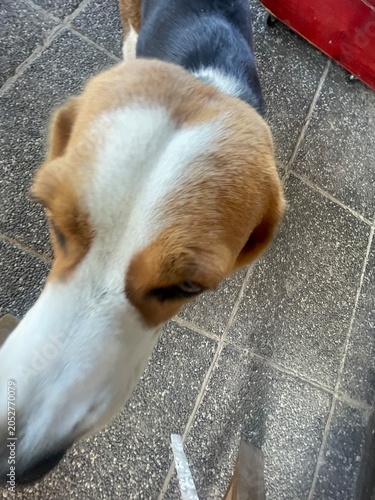 Funny ultra wide-angle close-up of a curious Beagle dog (Canis lupus familiaris) sniffing the camera, cute pet portrait outdoors