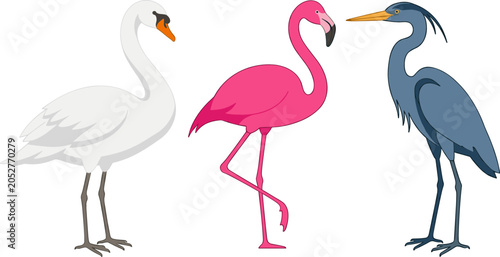 Bild auf Leinwand Elegant Wetland and Coastal Birds Vector Set Featuring White Mute Swan Pink Flam