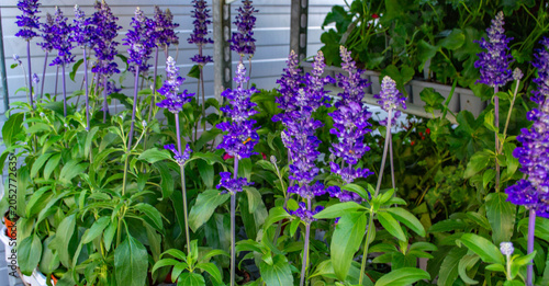Cuadro en lienzo Rows of blooming purple salvia (sage) flowers in plastic pots on a shelf in a garden center or plant nursery