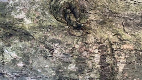 Obraz na płótnie Rough Tree Bark Texture with Natural Knot Background