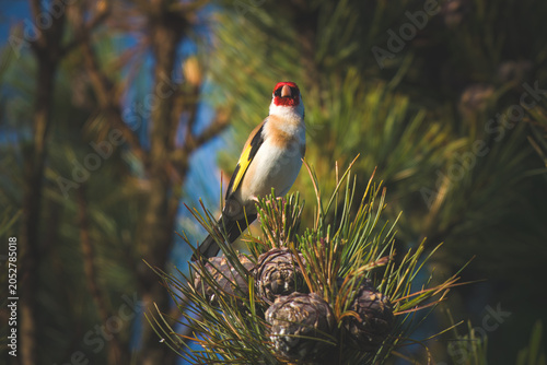 goldfinch, carduelis carduelis, perched on a swiss stone pine with a lot of cones, at a sunny spring day