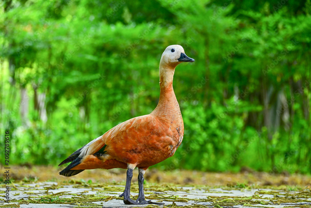Fototapeta premium Chinese Wild Wild Duck