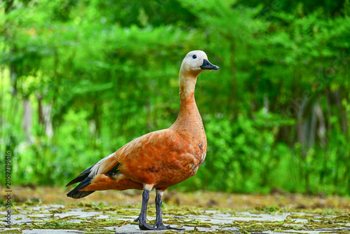 Photography Chinese Wild Wild Duck