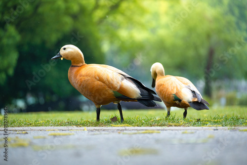 Canvas Print Chinese Wild Wild Duck