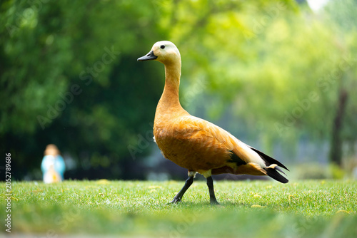 Photography Chinese Wild Wild Duck