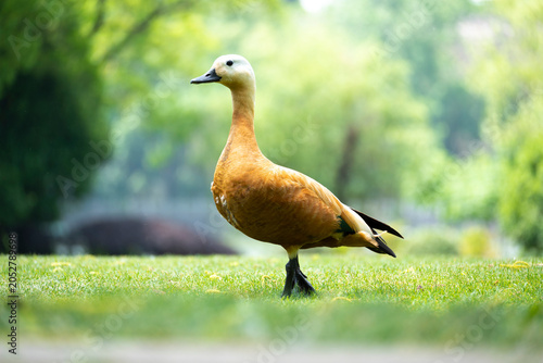Photography Chinese Wild Wild Duck