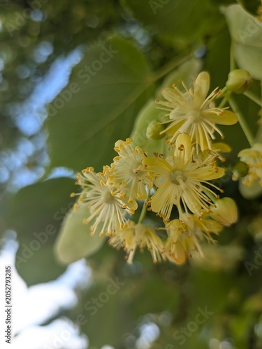 Obraz na płótnie Close-up of blooming linden tree flowers.