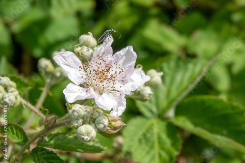 swollen thighed beetle Oedemera nobilis on a bramble rubus fruticosus flower