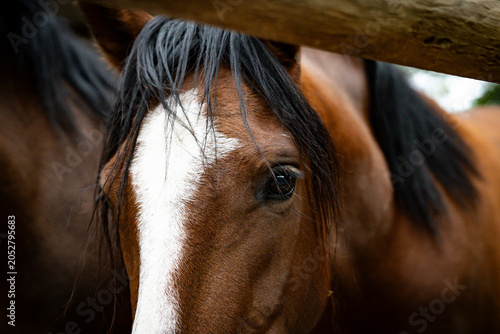 Obraz na płótnie caballo