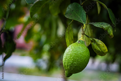 Limon verde