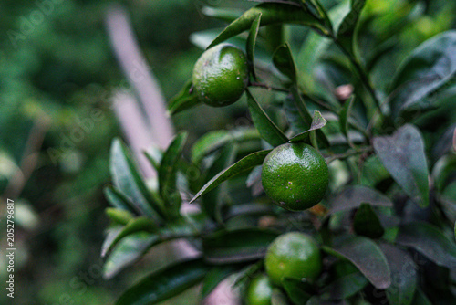 Naranja verde