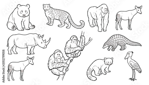 Bild auf Leinwand Hand drawn endangered animals vector set, wild animal line art collection for co