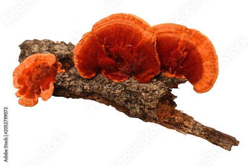 Foto Vibrant orange cinnabar bracket fungi growing on a weathered wooden branch