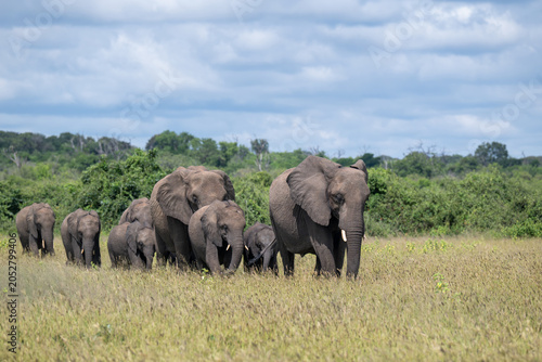 A herd of African elephants in a field near the Chobe River, Botswana.