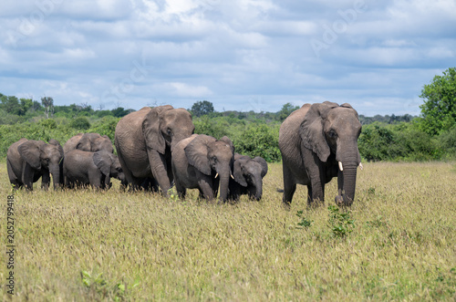 A herd of African elephants in a field near the Chobe River, Botswana.