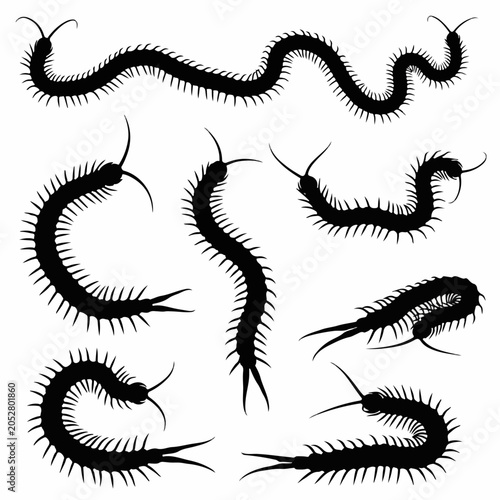 Konstfotografi Botanical centipede silhouettes isolated on white background
