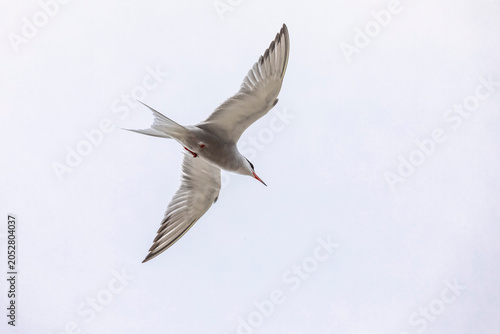 Die Bauchseite einer Seeschwalbe im Flug an einem bedeckten Tag gegen den Himmel aufgenommen