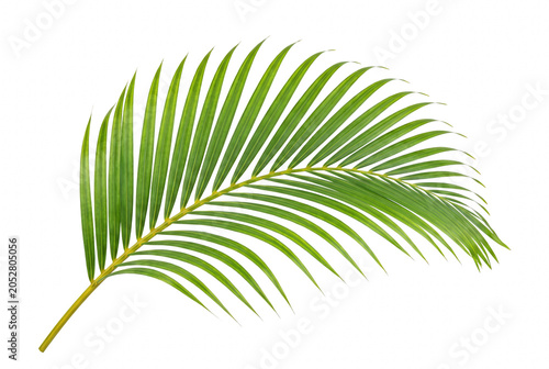 Vibrant Green Tropical Palm Frond Isolated on Dark Space