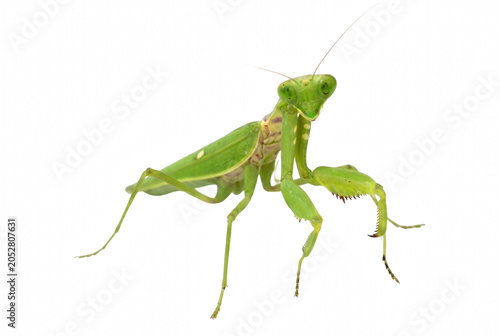 Photos Vibrant Green Praying Mantis Macro Portrait