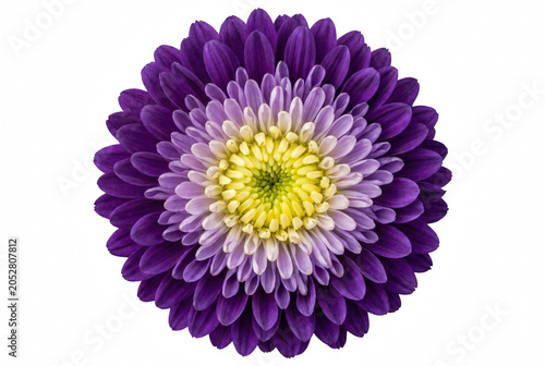 Vibrant symmetrical purple flower with yellow center