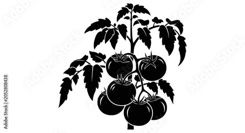 Bild auf Leinwand Tomato Plant Silhouette Against White Background Botanical Illustration
