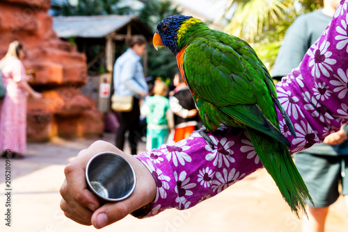 Tableau sur toile Green and blue Lori Macaw