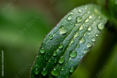 Φωτογραφία Wet green leaf covered with morning dew drops
