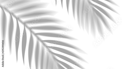 Overlay shadow effect of realistic tropical palm leaves on transparent background. Black and white coconut leaf blur shadow overlay summer decorative element design. Vector illustration.