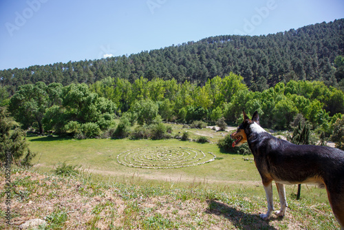 A black and white dog looking at a curious structure made of stones