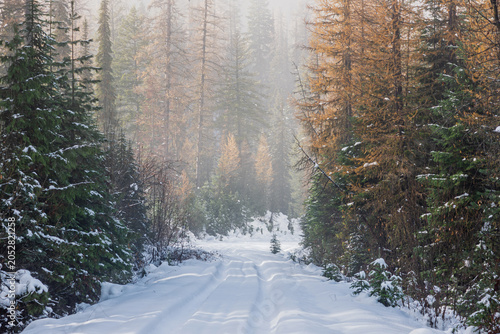 Snow-Covered Winter Forest Road