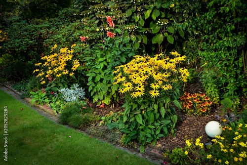 Bild auf Leinwand Rudbeckia im Garten