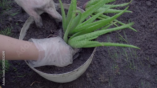 A woman is planting an aloe vera plant in a white pot using plastic gloves.