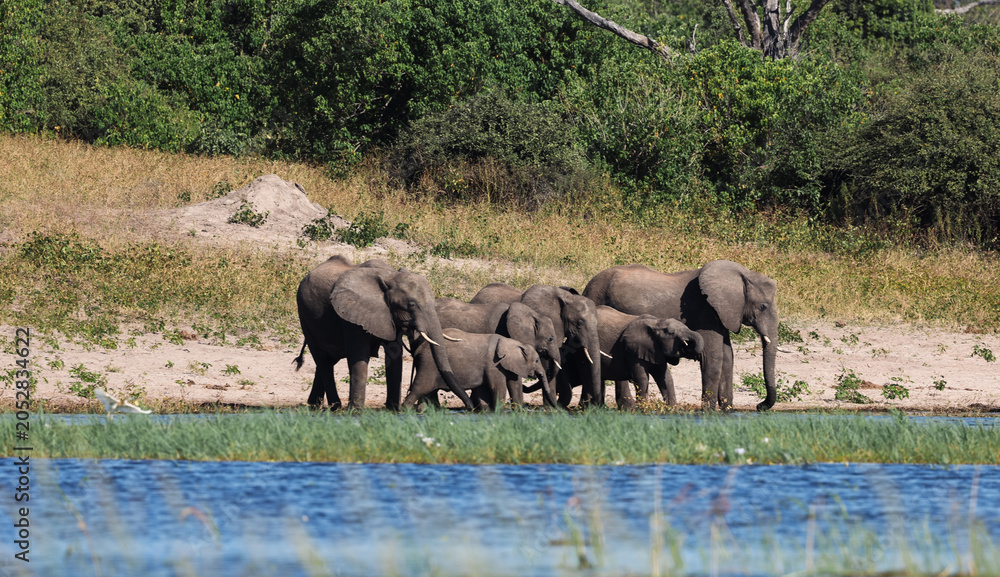 Obraz premium Elephants gather near the water during a Botswana safari in the afternoon sun