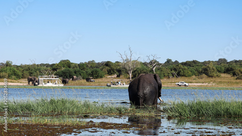 Photography Elephants by the river during a safari in Botswana on a clear day