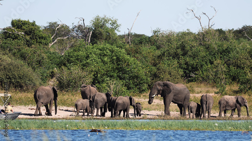 Photography Large group of elephants gather near water in Botswana during safari adventure